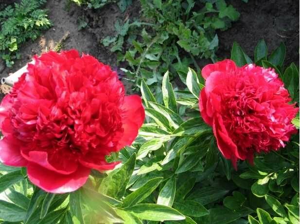 Пион Many Happy Returns 1 шт.