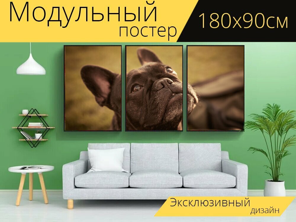 Модульный постер "Французский бульдог, собака, животное" 180 x 90 см. для интерьера