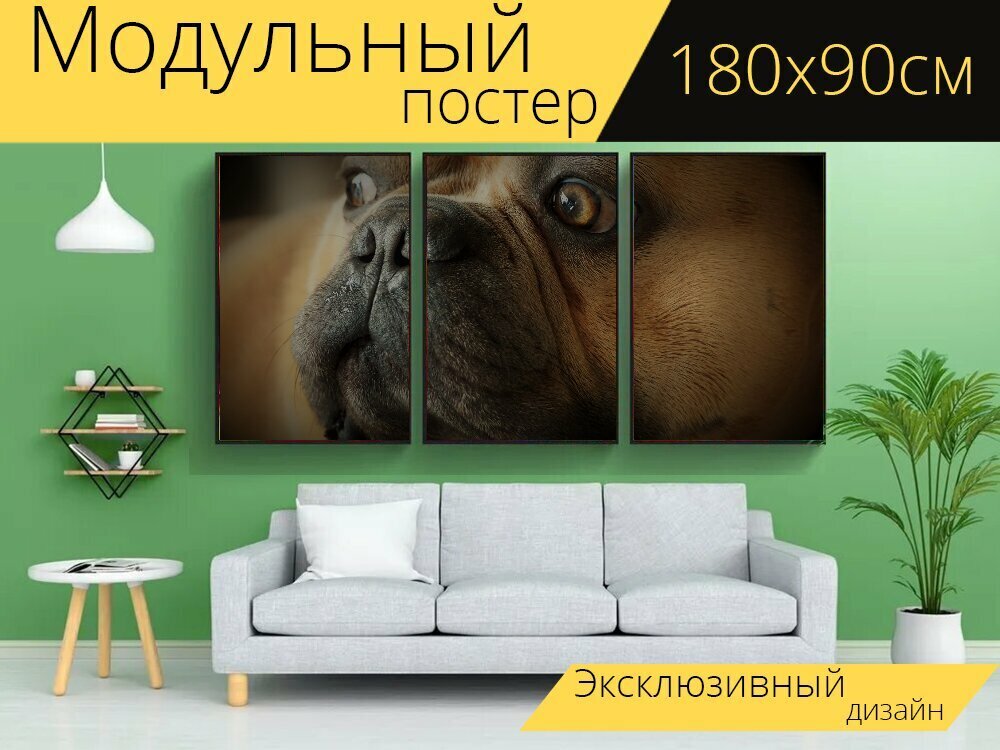 Модульный постер "Французский бульдог, собака, бульдог" 180 x 90 см. для интерьера