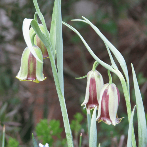 Фритиллярия Акмопетала (3 луковицы). Holland Bulbs (Голландия)