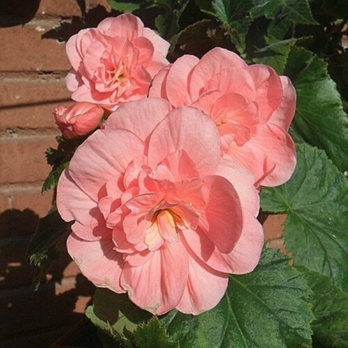 Бегония Вумми Апфельблют (1 клубень) Holland Bulbs (Голландия)
