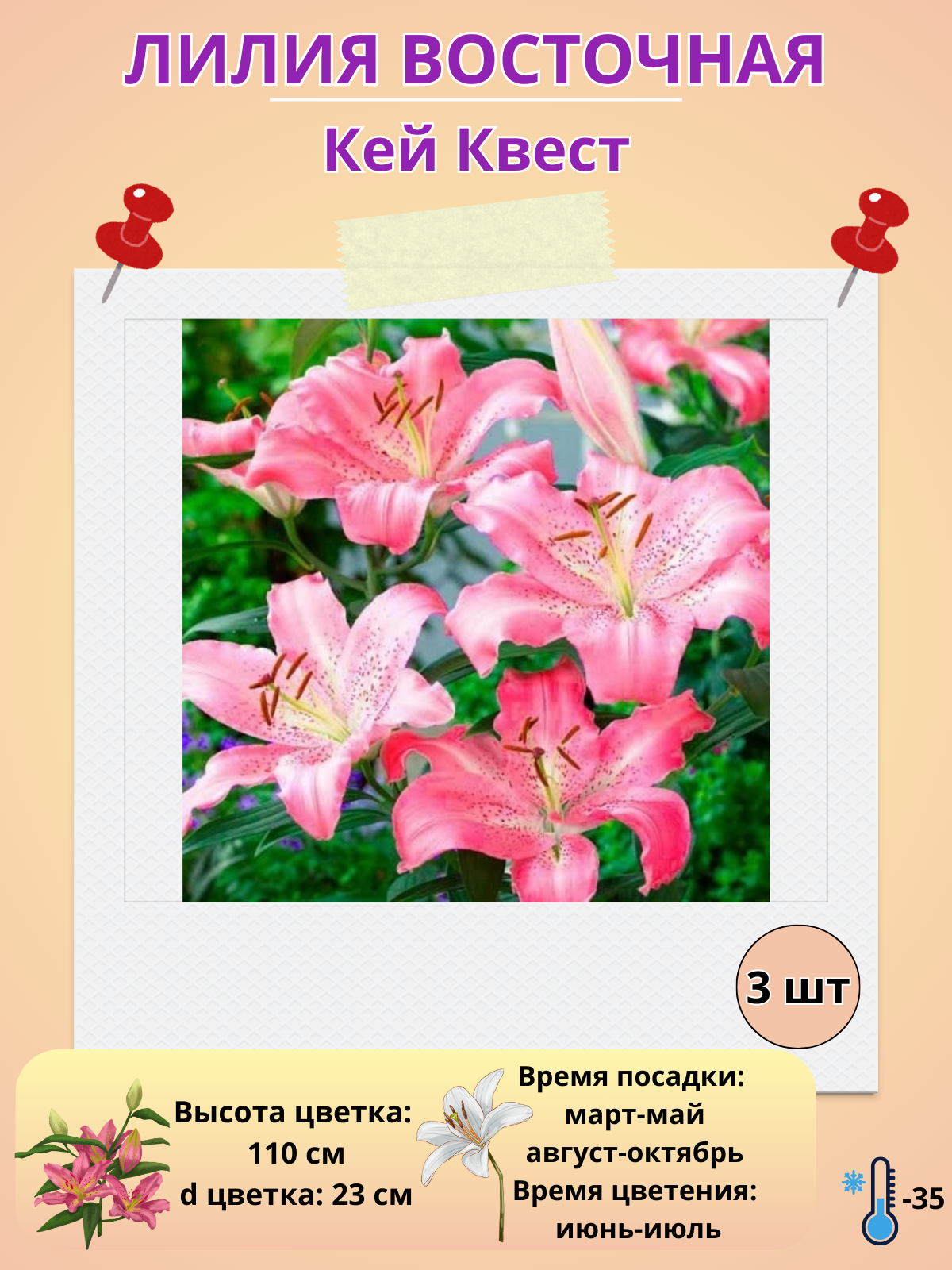 Лилия Восточная Кей Квест, многолетние цветы