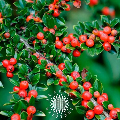 Семена Кизильник иволистный (лат. Cotoneaster salicifolius Franch) 10шт от Green Legacy