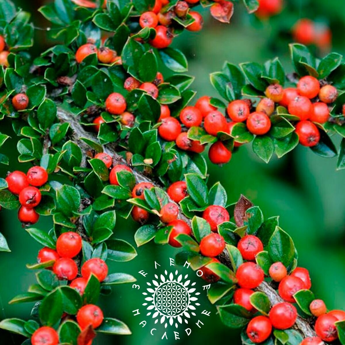 Семена Кизильник иволистный (лат. Cotoneaster salicifolius Franch) 10шт от Green Legacy