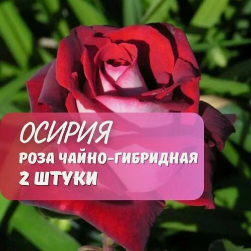 Изображение товара Роза чайно-гибридная Осирия (Osiria) / 2 шт, ароматный, непрерывноцветущий сорт