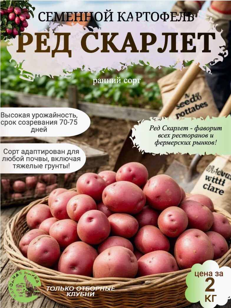 Картофель семенной Ред Скарлет 2 кг