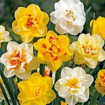 Нарцисс махровый Микс 5 шт/уп