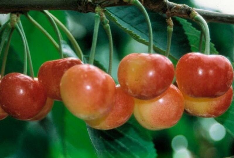 Черешня Юлия саженец