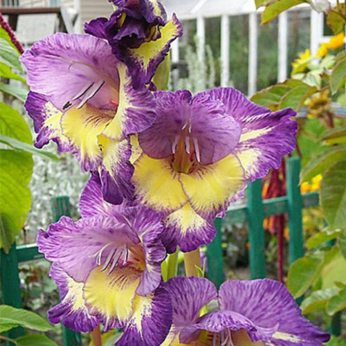 Гладиолус Динамит 10 шт