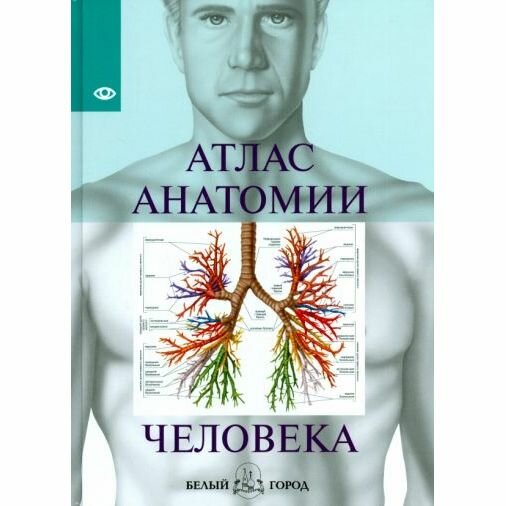 Учебное пособие Белый город Атлас анатомии человека. 2022 год, Н. М. Надольская