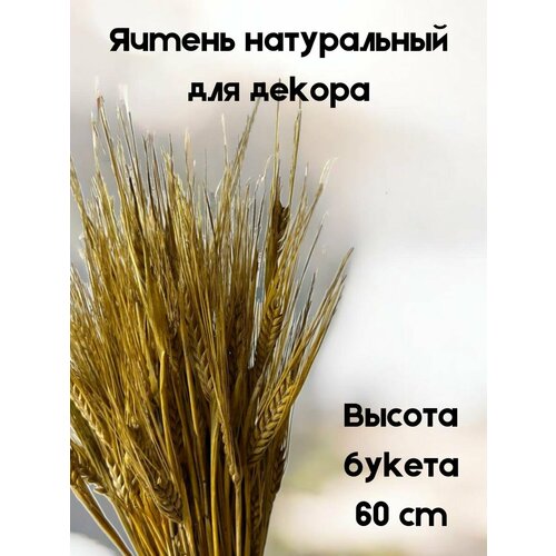 Ячмень натуральный сухой для декора 55веточек 60см