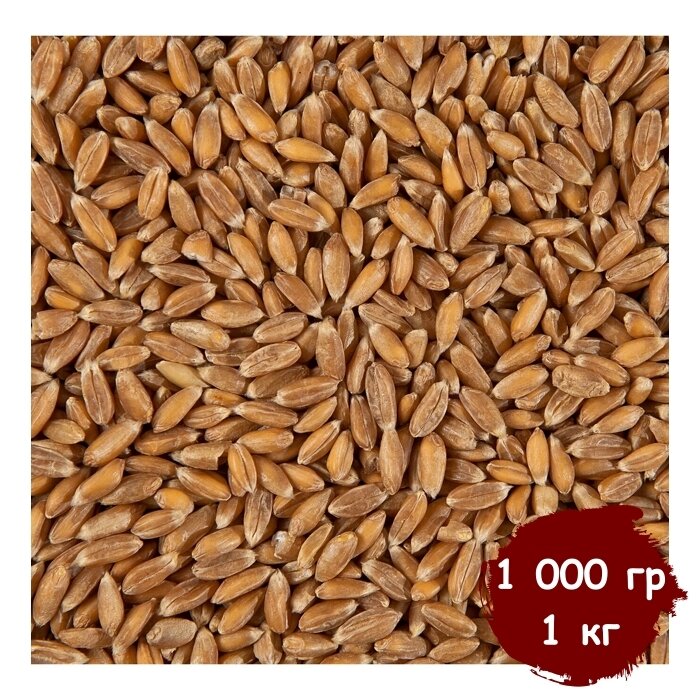 Пшеница для проращивания (кубанская), витграсс, здоровое питание, Вегетарианский продукт, Vegan 1 000 гр, 1 кг