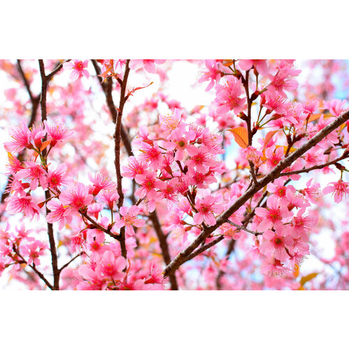 Картина на холсте для интерьера в гостиную/зал/спальню 