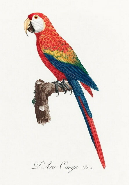 Плакат постер на бумаге Кубинский ара. Вымершая птица семейства попугаевых. Размер 21 х 30 см
