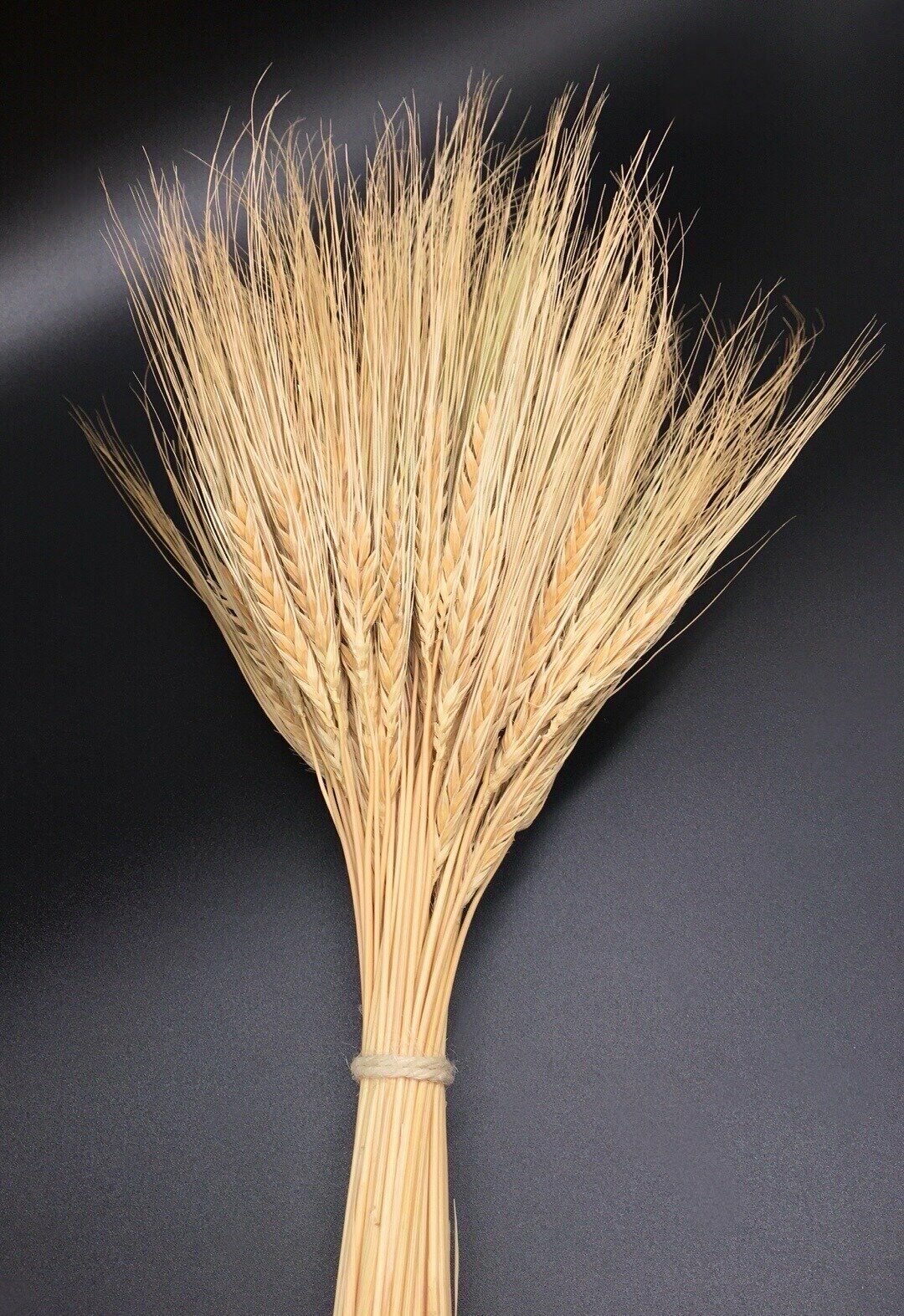 Сухоцвет пшеница натуральная для декора
