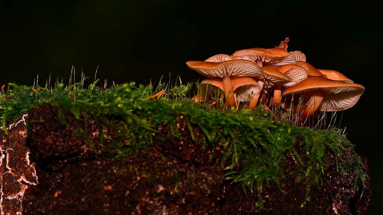 Картина на холсте 60x110 Альянс Лес "Природа грибы грибная семейка" на подрамнике / интерьер/ декор