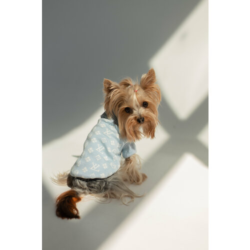 Свитер для собаки мелких пород, голубой, размер m свитер cashmere zara небесно голубой