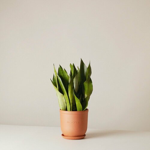 Комнатные растения в горшках Roots Flowers Сансевиерия Муншайн d21