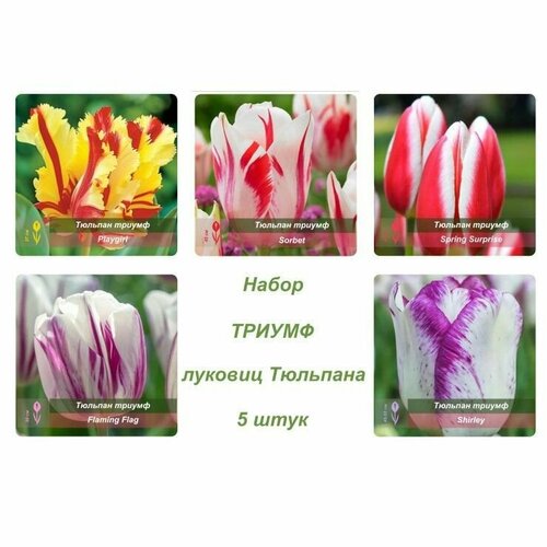 Набор луковиц тюльпанов триумф 5 шт.