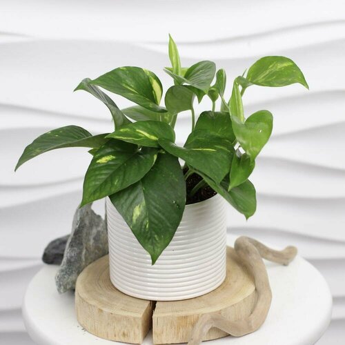 Комнатное растение. Эпипремнум в керамическом горшке