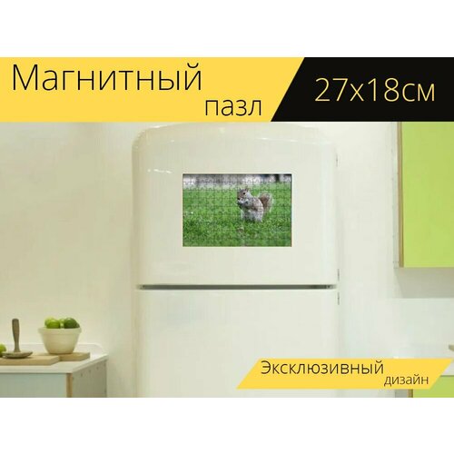 Магнитный пазл Белка, дикая природа, животные на холодильник 27 x 18 см.
