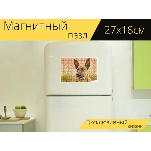 Магнитный пазл Малинуа, собака, бельгийский малинуа на холодильник 27 x 18 см. магнитный пазл малинуа молодая собака коричневый на холодильник 27 x 18 см