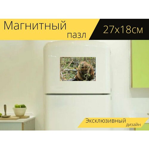 Магнитный пазл Бобр, лес, природа на холодильник 27 x 18 см.