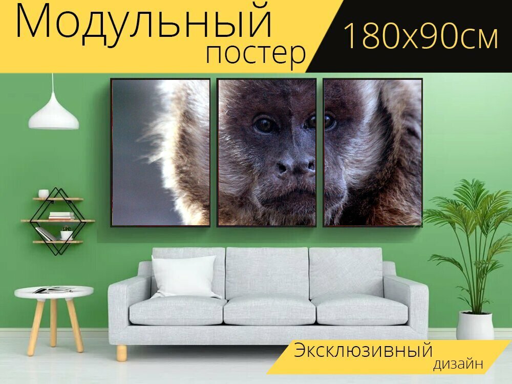 Модульный постер "Капуцин примат обезьяна" 180 x 90 см. для интерьера