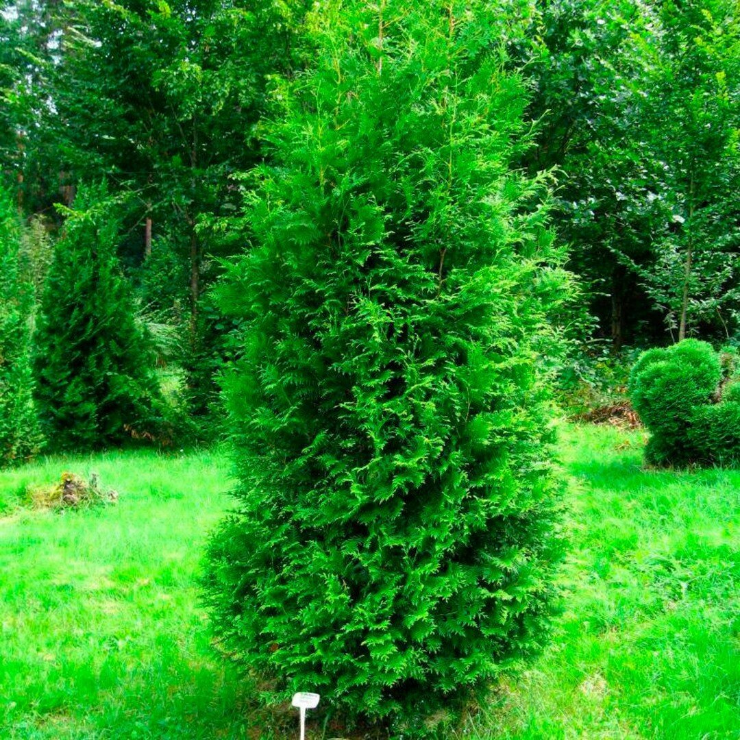 Изображение Туя складчатая Гельдерлэнд (Belgium Plants Van. (Бельгия)), 1 саженец в горшке 15-20 см