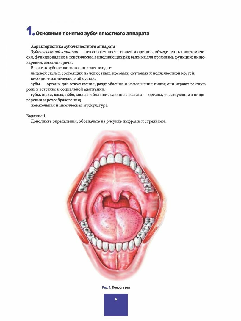 Анатомия зубов, зубных рядов. Биомеханика зубочелюстной системы. Рабочая тетрадь - фото №4