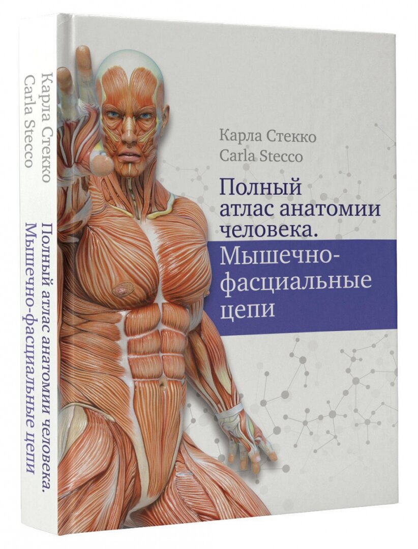 Полный атлас анатомии человека. Мышечно-фасциальные цепи - фото №5