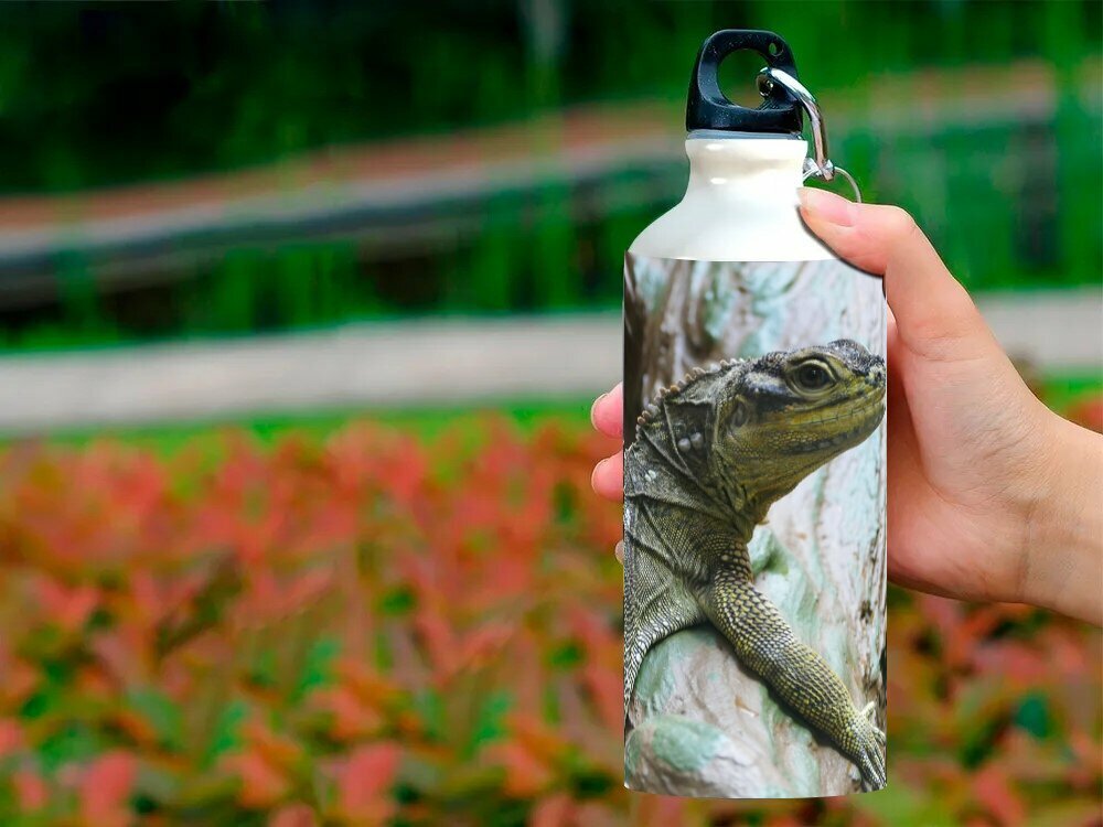 Бутылка фляга для воды "Sailfin ящерица, рептилия, ящерица" 750 мл. с карабином и принтом