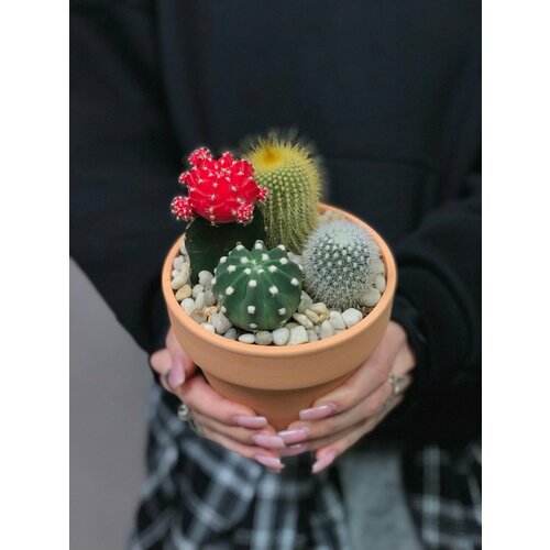 Композиция из кактусов 