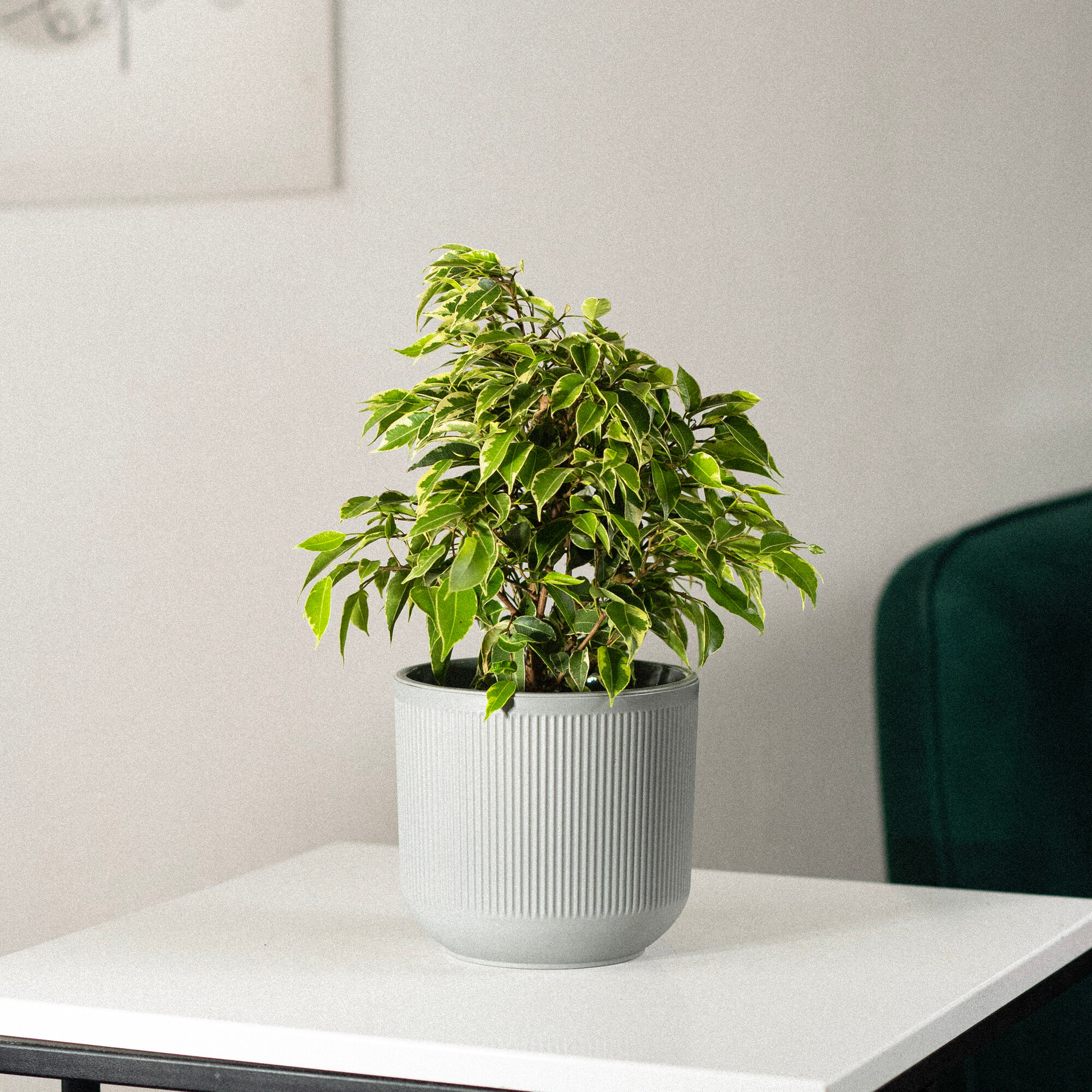 Фикус Бенджамина домашний в интерьерном кашпо — фото 1