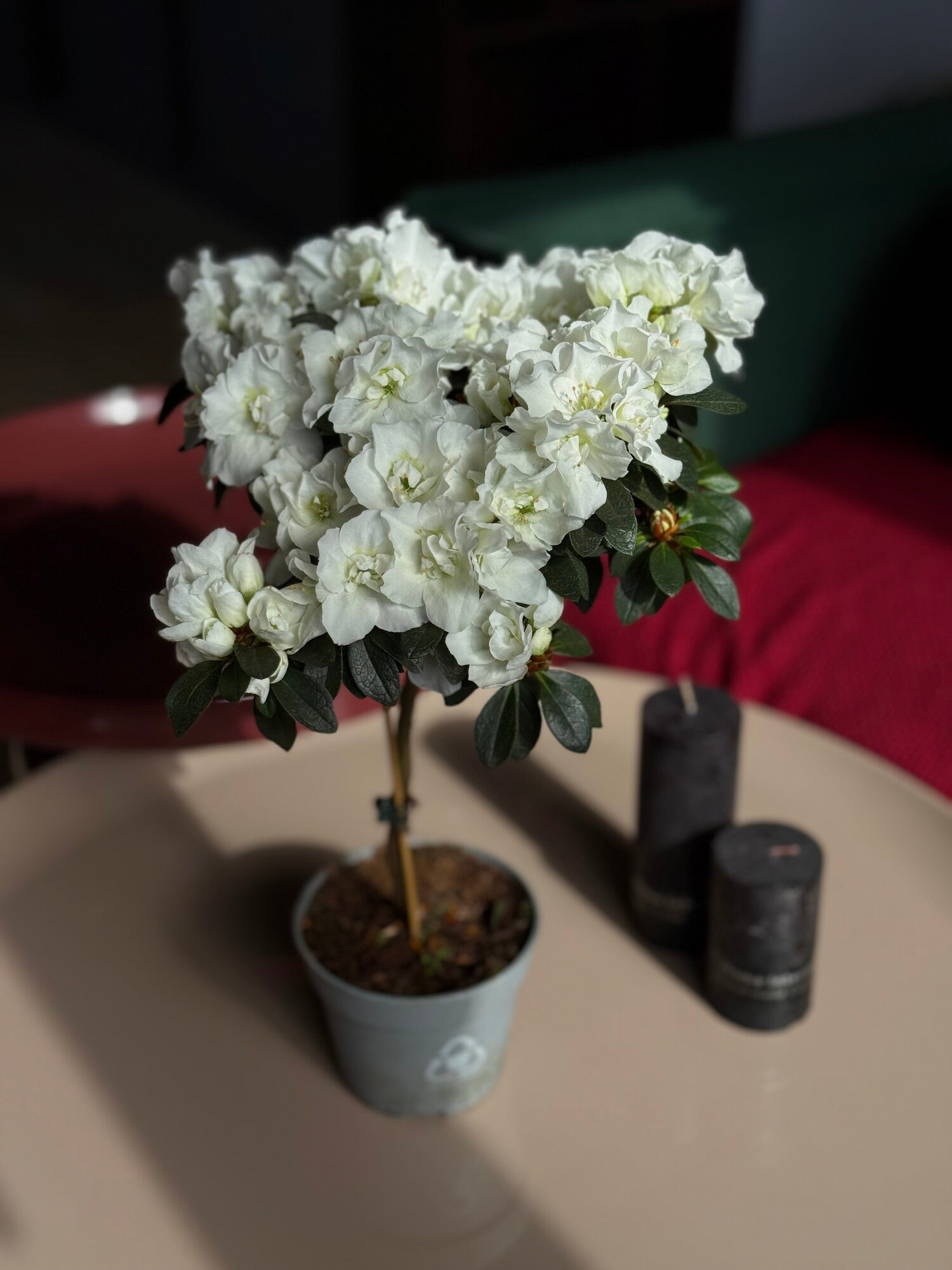 Азалия белая на штамбе комнатное растение живое цветок в горшке высота 35 см дм 12 Sharmonic Fleur