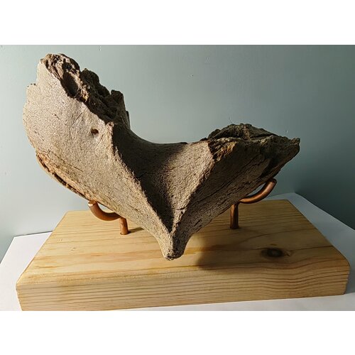 "Фрагмент челюсти мамонта" - Древняя фауна Плейстоценовой эпохи
