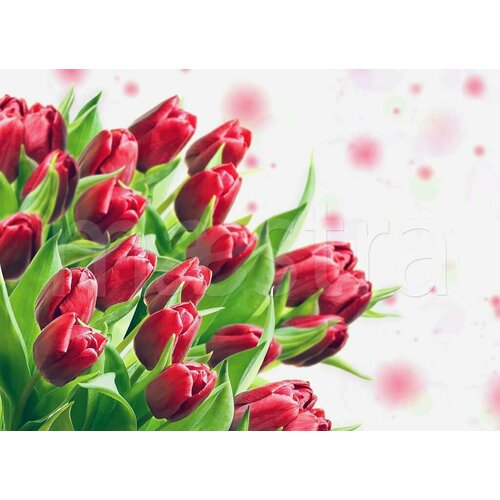 Фотообои Красные тюльпаны 275x380 (ВхШ), бесшовные, флизелиновые, MasterFresok арт 4-053 фотообои 3d flizart красные тюльпаны флизелиновые 300x280 см