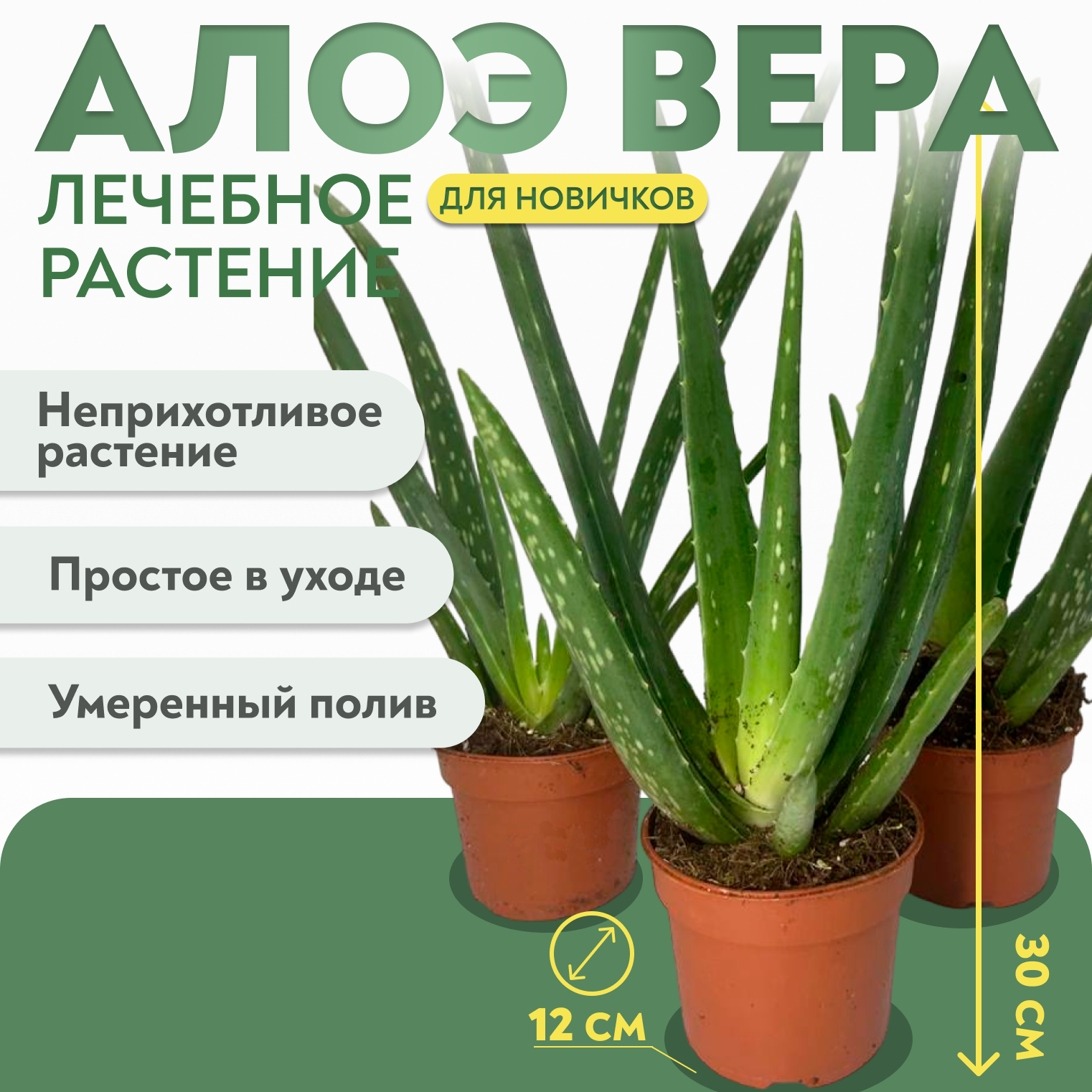 Лечебное растение Алоэ Вера (30 см)