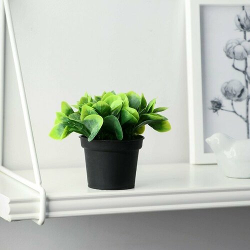 SUI Бонсай в горшке Хавортия ладьевидная 7х10 см 512₽