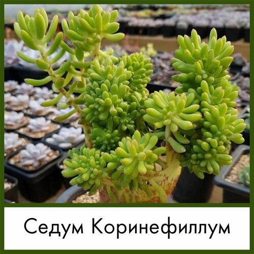 Набор для выращивания семена Суккулент Седум Коринефиллум (Sedum corynephyllum, Очиток Коринефиллум) семена цветы седум очиток бархатный ковер