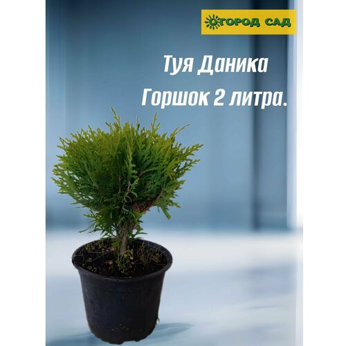 Туя западная Даника 2литра туя западная даника 2 л h15 см