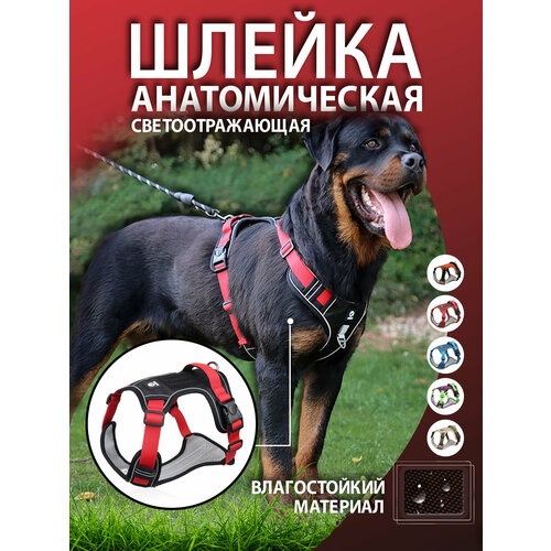 Шлейка для собак черно-красная XL