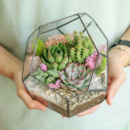 Флорариум с суккулентами Северinside сочный Стоун