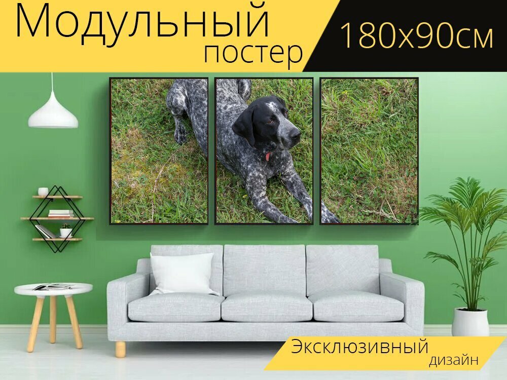 Модульный постер "Охотничья собака, курцхаар, порода собак" 180 x 90 см. для интерьера