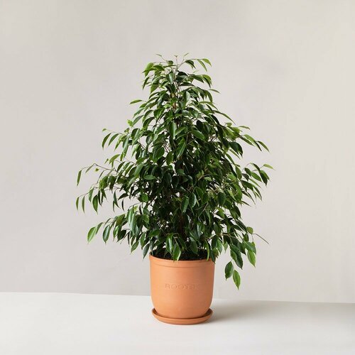 Комнатные растения в горшках Roots Flowers Фикус Бенджамина d21