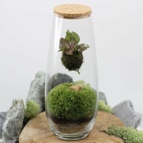 Закрытая экосистема флорариум с розовой фиттонией и мхом 27 см 4500₽