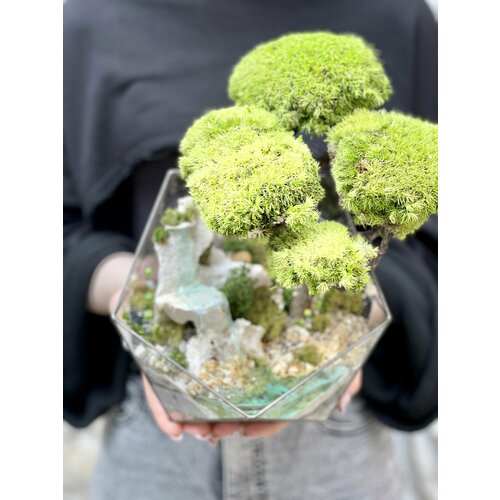 Моссариум Икосаэдр XL 