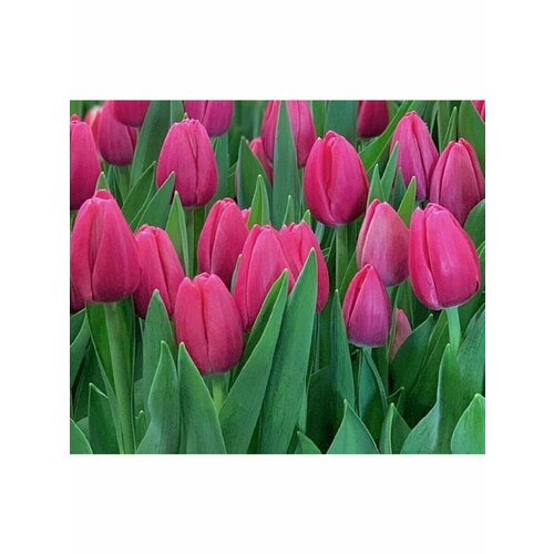 Тюльпан Луковица, Иванка, 3шт крупные, разбор 12/14