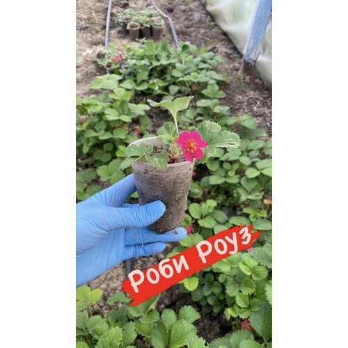 Клубника ампельная роби роуз. 8 штук в стаканчиках