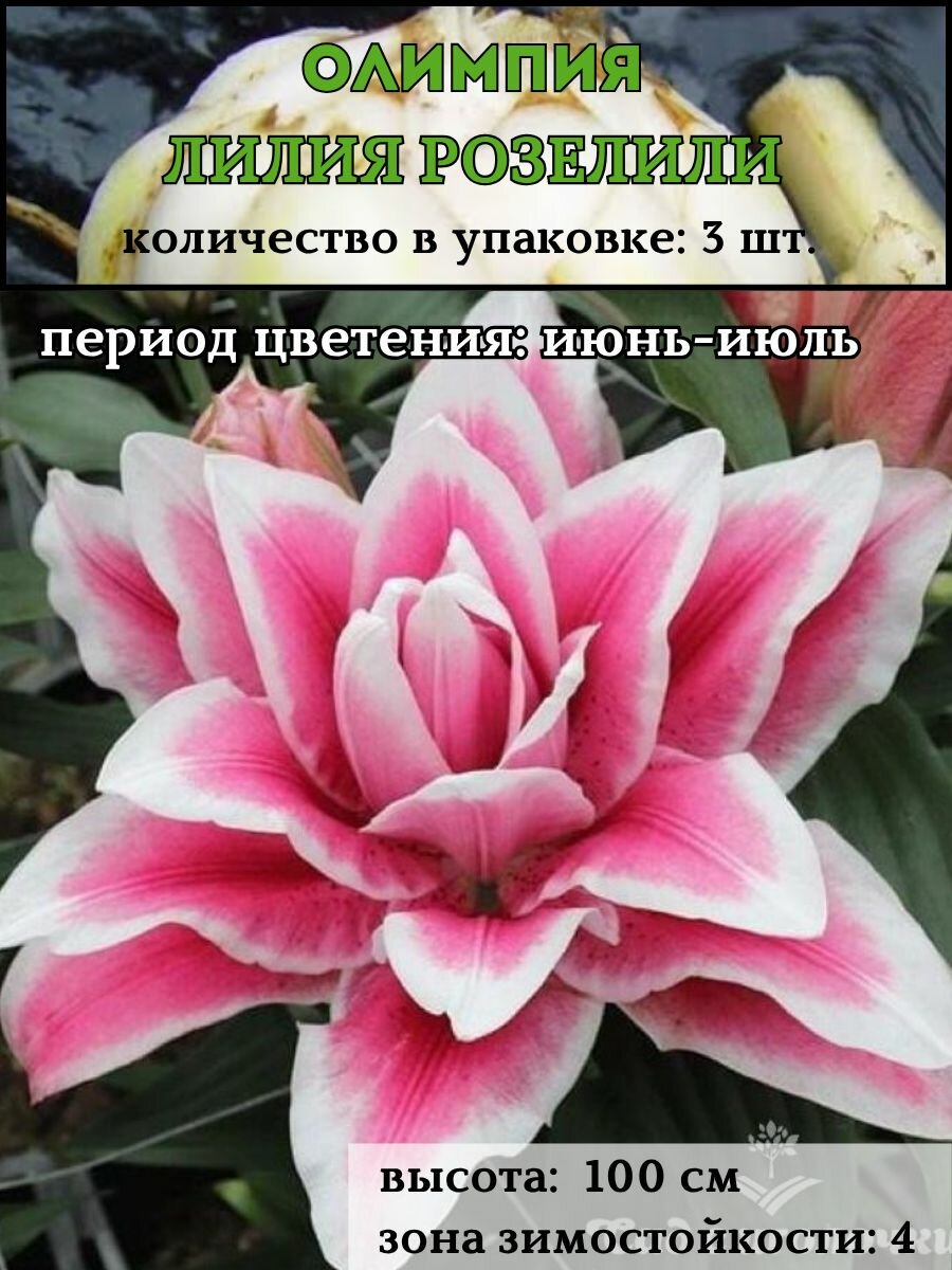 Лилия розелили Олимпия  луковицы 3 штуки